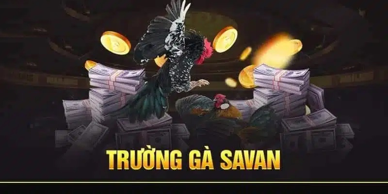 trường gà Savan