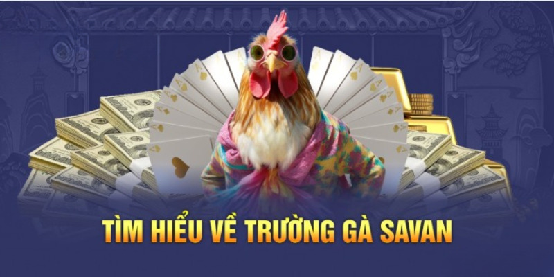 Trường gà Savan sân chơi chọi kê hấp dẫn